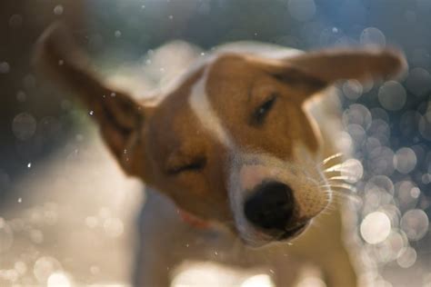 Why Do Dogs Shake in the Car and What Can We Learn from It?